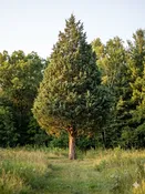 Eastern Red Cedar