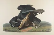 Plate 106-Black Vulture or Carrion Crow — Taylor Clark Gallery