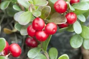 Bearberry