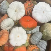Speciality Cinderella Pumpkins — Greene Thumb Landscape