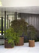 Barrique 001 Planter
