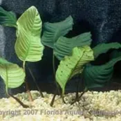 Anubias Coffeefolia Potted by Wattley Discus