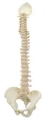3B 3B BONElikeÃ¢â€žÂ¢ Spinal column (complete mounted)