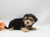 Morkie – 989