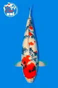 21” Takigawa  Showa Nisai Female