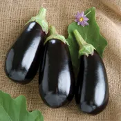 Eggplant - Way Farms — Chillicothe Farmers Market