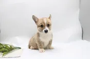 Pembroke Welsh Corgi – 986