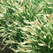 'Einstein' Sweet Pepperbush
