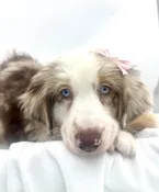 Mini Australian Shepherd (F) 14735