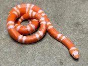 Albino Tangerine Double Het Ghost Honduran Milk — Pets-A-Plenty