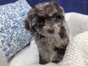 Cockapoo – 13927