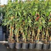 Bacon Avocado Tree For Sale
