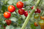 Cherry Tomatoes - Way Farms — Chillicothe Farmers Market
