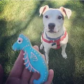 Decorated Cookies and Mini Cakes — Spike's Treats