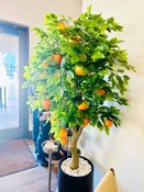 Citrus Trees