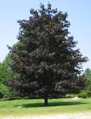 Crimson King Maple