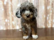 F1BB Mini Bernedoodle – 4335