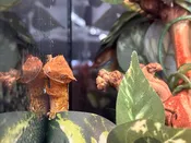 Crested Gecko – 11