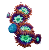 WYSIWYG Alpha and Omega Zoanthid