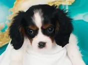 Cavalier King Charles Spaniel – 49549