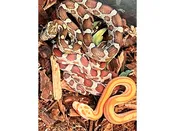 Assorted Corn Snakes – 34