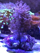 Gorgonian 1"