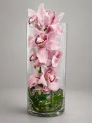 Timeless Orchid