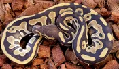 Leopard Mojave 100% het Genetic Stripe ♀