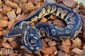 Black Head Pastel 100% het Pied ♀