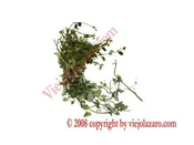 Atiponla Herbs
