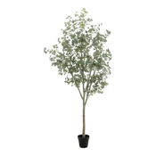 9' Eucalyptus Tree