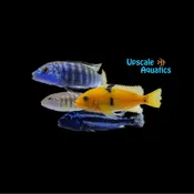 Assorted Mbuna Cichlid (Pseudotropheus sp.)