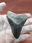 2 5/8″ Megalodon Tooth / Shark Tooth / Fossil