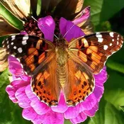 200 + 12 Free Painted Lady Butterflies, Single Release Envelopes