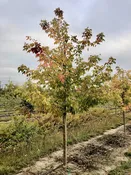 Acer negundo ‘Sensation’ – Sensation Box Elder