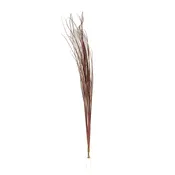 33″ Onion Grass
