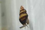 Assassin Snail