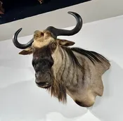 Blue Wildebeest Wall Pedestal Mount