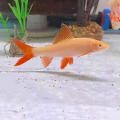 Albino Rainbow Shark <br>