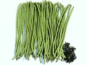 Asparagus Bean: GREEN POD KAOHSIUNG