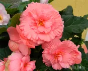 Begonia - Salmon - Ruffled