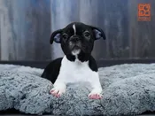 Boston Terrier