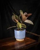 Modern Tropical Desk Plant