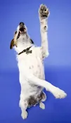 Believe in DOG Training Scholarship Fund — Believe in Dog Training | Houston Dog & Puppy Experts