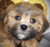 Lhasa Apso (M) 24884