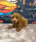 Cookie