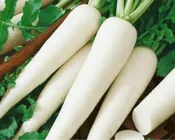 DENALI Radish White Icicle OG