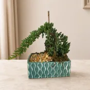Bonsai Plant in Ceramic Pot