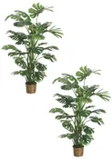 4FT GIANT PHILODENDRON PLANT