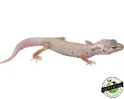 Albino Mack Snow Leucistic Leopard Gecko Baby